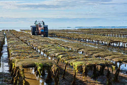 Cancal, Brittany, France, 09-05-2024,
oyster farmer harvesting oysters at low tide in Quiberon peninsula,  photo