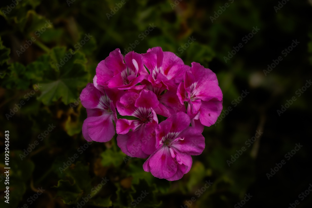 Fototapeta premium Fiore rosa