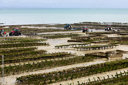 Cancal, Brittany, France,
oyster farmer harvesting oysters at low tide in the Bay of Cancale, the center of oyster farming in France photo