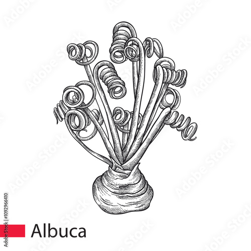 Hand drawn sketch of Albuca spiralis or corkscrew albuca in black isolated on white background.  photo