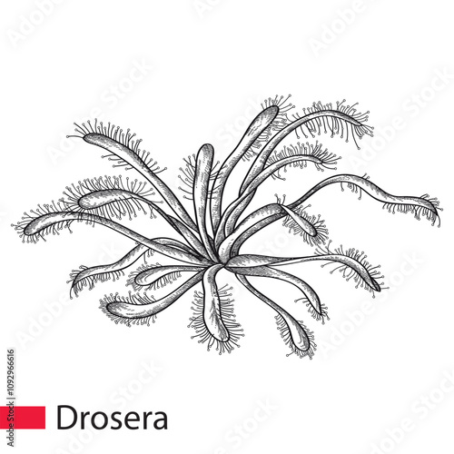 Hand drawn sketch of Drosera or sundews in black isolated on white background.