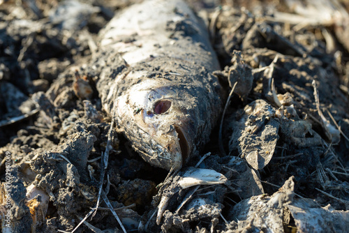 Rotten dead fish on the coast. Ecological toxic disaster. photo