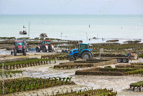 Cancal, Brittany, France,
oyster farmer harvesting oysters at low tide in the Bay of Cancale, the center of oyster farming in France photo