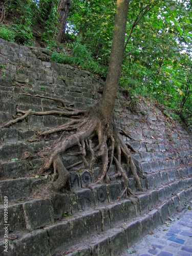 Complex tree roots on the surface, on a stone wall in a city park