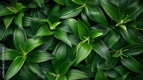 Background of green leaves of a lily flower. Juicy bright foliage.Texture of large leaves. Beauty is in nature.