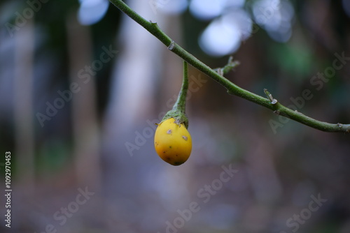 Yellow eggplant fruit like a lamp. photo