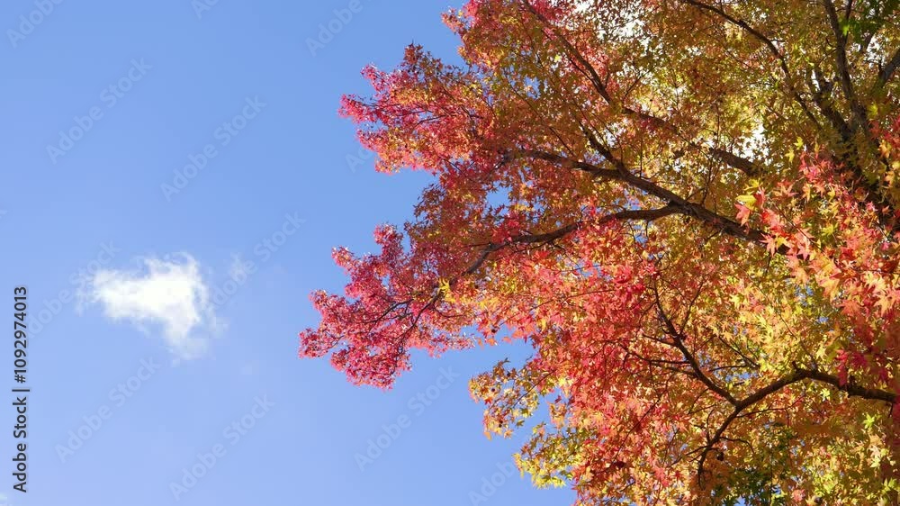 Blue sky and bright red leaves, autumn scenery Blue sky and bright red leaves, autumn scenery