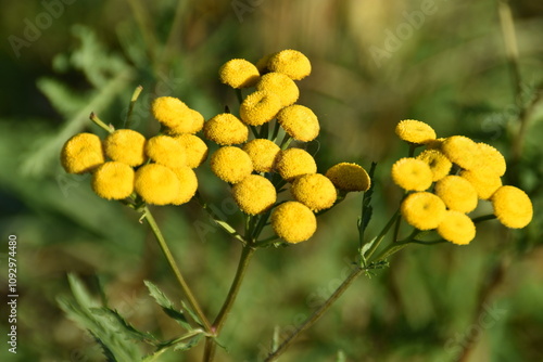 These tansy flowers are still blossoming in nature in sunny autumn day. photo