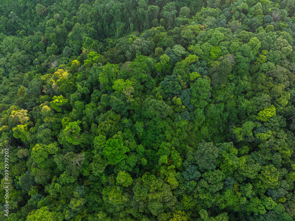 Aerial view tropical rain forest green tree background Aerial view tropical rain forest green tree background