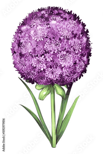 Simple watercolor Allium flowers design