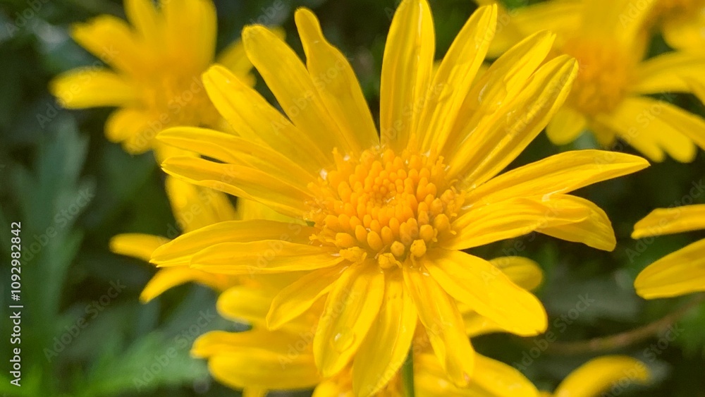yellow flower with dew drops yellow flower with dew drops