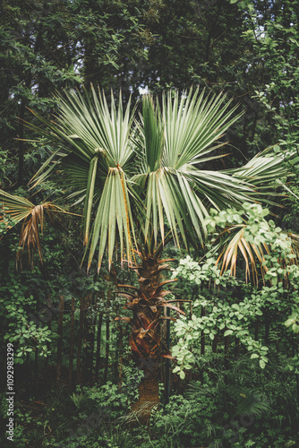 palm in the forest