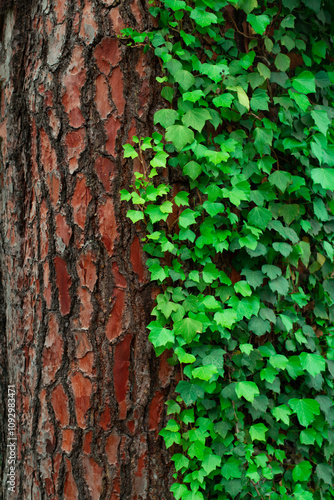 bark and vine