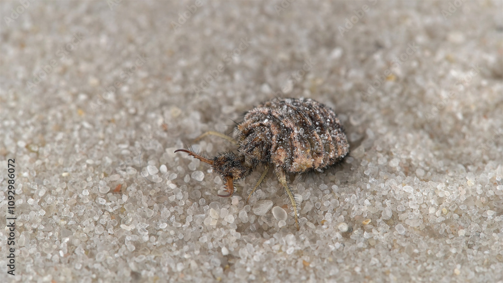 Insecta larva Myrmeleon formicarius or common antlion, family Myrmeleontidae, order Neuroptera. Predator, buries itself in the sand, making a funnel and waits for prey. Insecta larva Myrmeleon formicarius or common antlion, family Myrmeleontidae, order Neuroptera. Predator, buries itself in the sand, making a funnel and waits for prey.