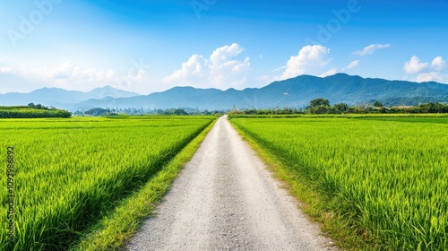 Vibrant Green Rice Fields with Scenic Path Under Clear Blue Sky and Mountains in the Background, Ideal for Travel and Nature Photography