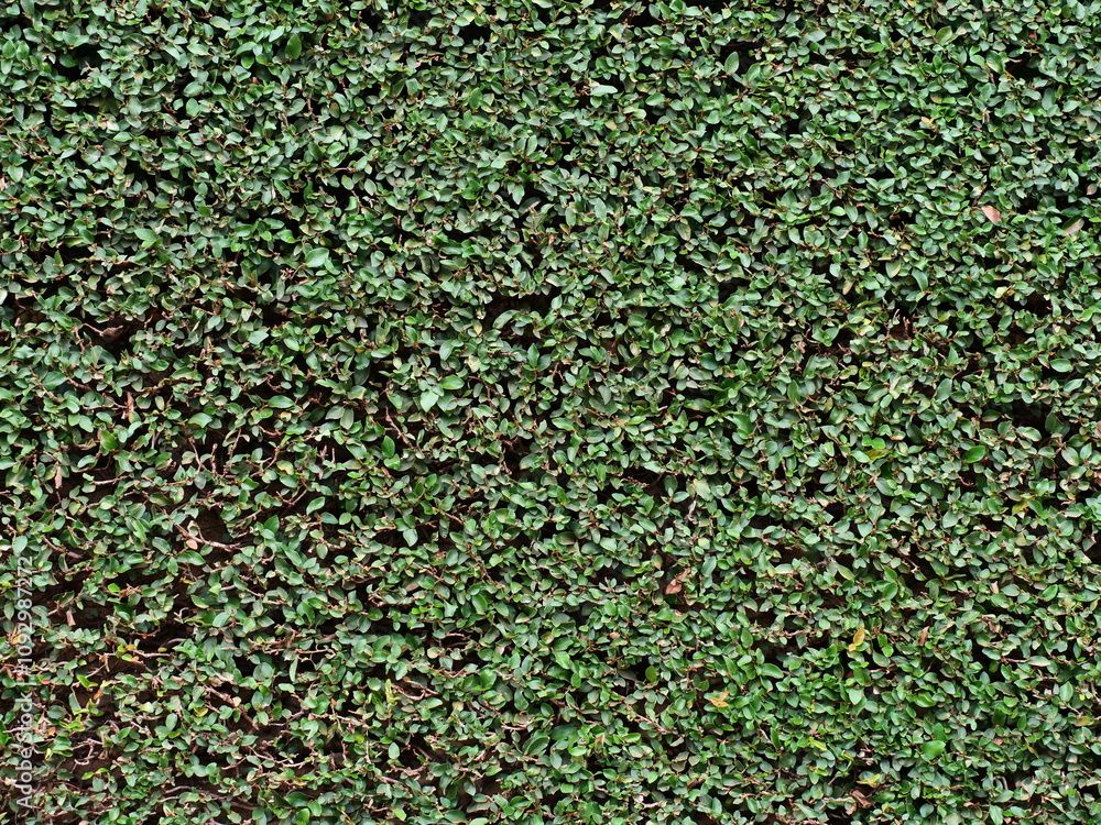 Background of Green Leaves of a Hedge, Lush Foliage Texture Background of Green Leaves of a Hedge, Lush Foliage Texture