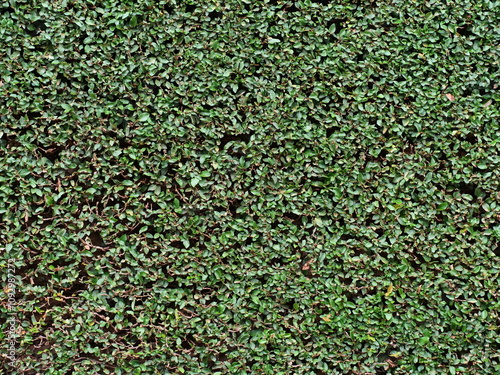 Background of Green Leaves of a Hedge, Lush Foliage Texture