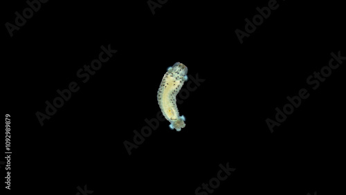 Tableau sur toile Larva of the worm Polydora sp