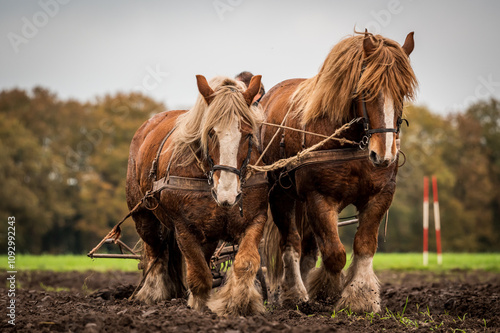 Fotografie A pair of draft horses ploughing a field  - Orvelte, Drenthe, The Netherlands
