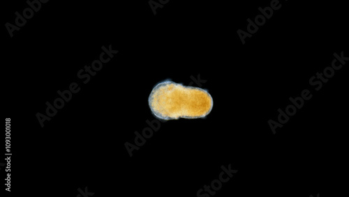 Worm larva Polychaeta, genus Scoloplos under a microscope, family Orbiniidae. White Sea photo