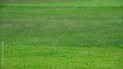 The rice plants were blown by the wind in waves.