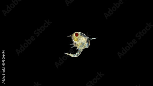 Crab larva Zoea under a microscope, lives as a part of plankton, feeds on unicellular algae, then it moves to the next stage, the megalopa larva, soon sinks to the bottom and becomes a small crab