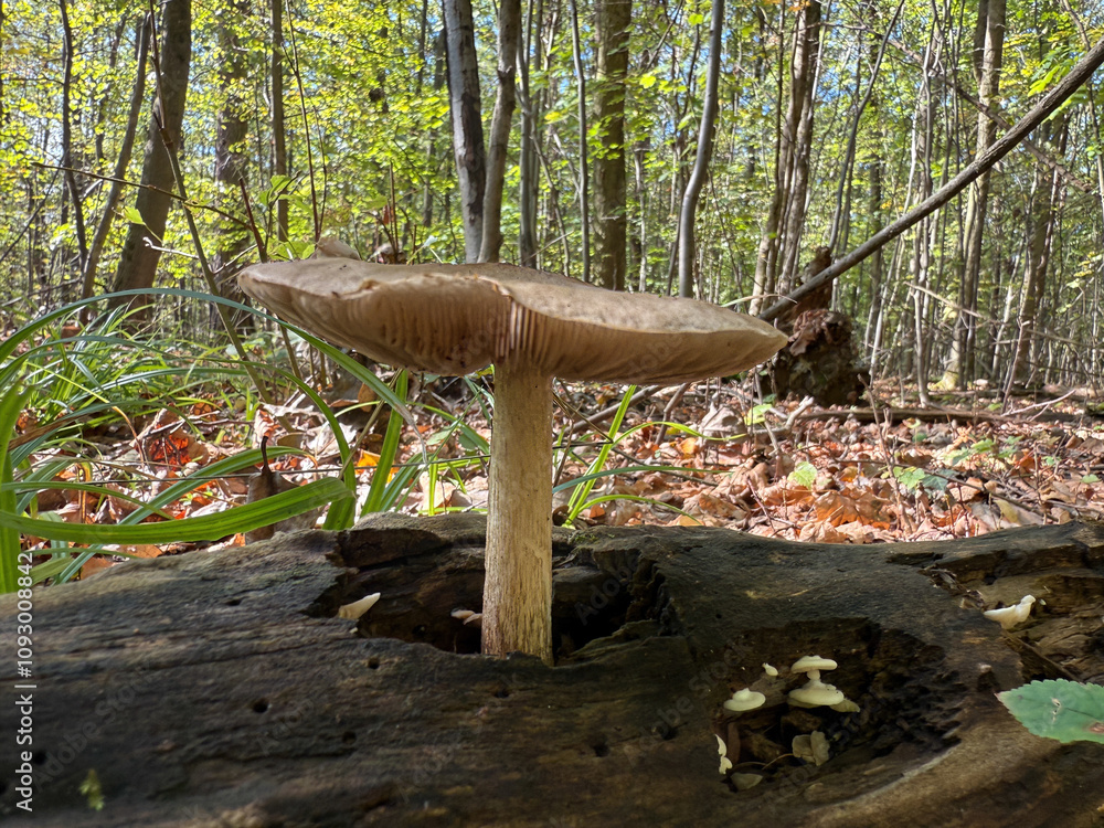 Wild Pluteus cervinus mushrooms growing on the dead tree Wild Pluteus cervinus mushrooms growing on the dead tree