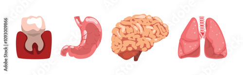 Human Body Internal Organ Part and Element Vector Set