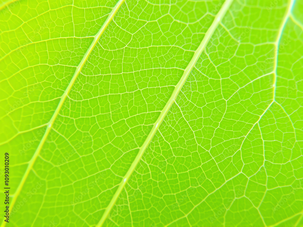 Close-up view of vibrant green leaf showcasing intricate vein patterns and textures Close-up view of vibrant green leaf showcasing intricate vein patterns and textures