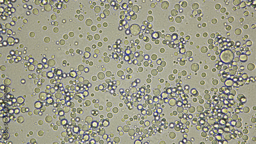 Milk under a microscope, fresh, natural, the movement of useful elements is visible: fats, trace elements and bacteria, filmed by in light field