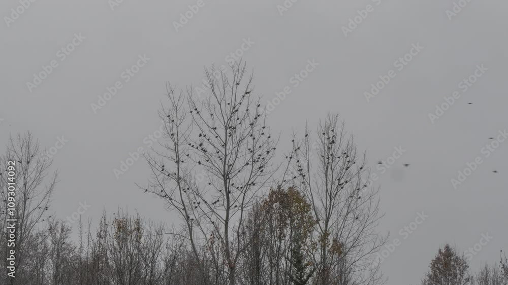 Birds on a lake during a snow flurry Birds on a lake during a snow flurry