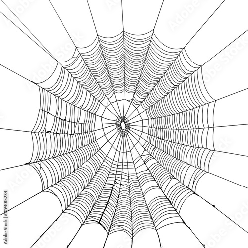 Spider web, front view, transparent background image