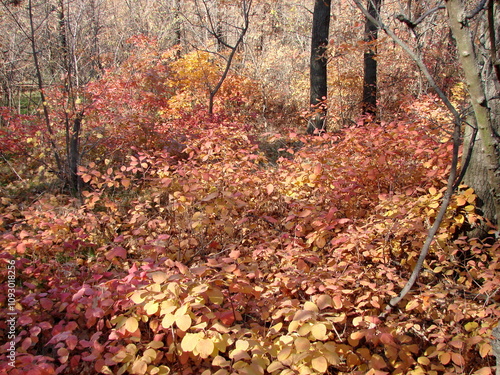 A pleasant walk in the thickets of the Khortytsky forest, surrounded by rainbow colors of warm autumn. photo