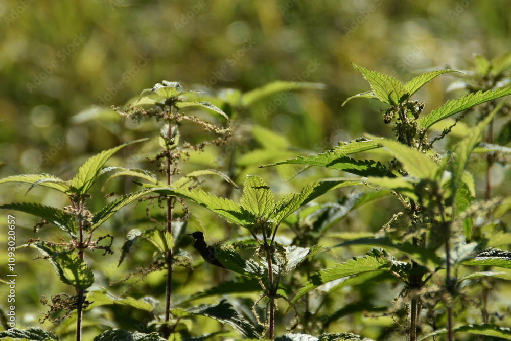 These nettles are growing in nature in sunny autumn day. These nettles are growing in nature in sunny autumn day.