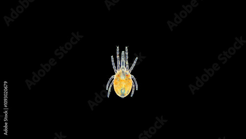 Predatory mite (acari) Superfamily Raphignathoidea under a microscope, suborder Prostigmata. Some species are used to control agricultural pests. Possibly family Cryptognathidae photo