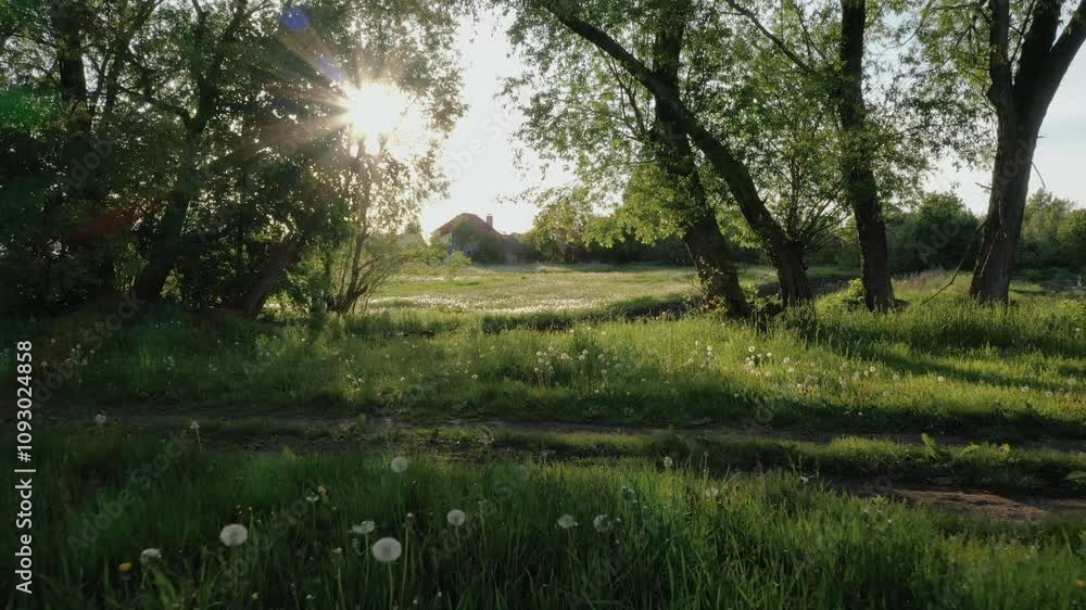 Sunset at Ukrainian village. Green calm nature grass field meadow. 4k aerial top view. landscape farmland hill country sunset. Slow motion. Walk green meadow in fairy forest trees flowers dandelions