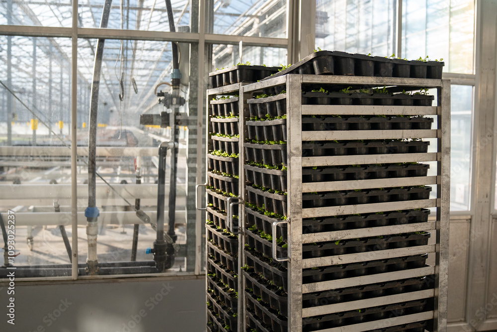 Plant seedlings in turf on multi level trolley in production hall, ready for greenhouse transplant from lab conditions. Prepare for natural environment, hothouse ready plants, seedling management Plant seedlings in turf on multi level trolley in production hall, ready for greenhouse transplant from lab conditions. Prepare for natural environment, hothouse ready plants, seedling management