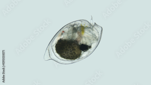 Ostracoda under a microscope, Cypridinidae family, Myodocopida Order. Indian Ocean