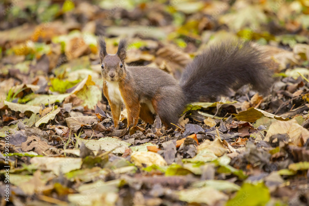 Squirrel in wilderness. Brown squirrel in natural habitat, autumn feeling between the leaves and branches. Looking towards camera... Squirrel in wilderness. Brown squirrel in natural habitat, autumn feeling between the leaves and branches. Looking towards camera...