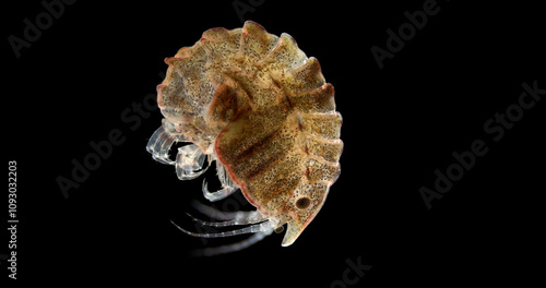 Crustacea Gammarus Pleustes panopla under a microscope, order Amphipoda. Inhabits on sponges, algae, also found on sandy soils. White Sea photo