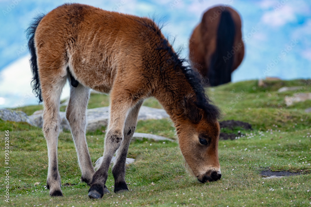Basque mountains horse pottok grazing on green pasture, Larrun or La Rhune mountain in Basque country, on border of France and Spain Basque mountains horse pottok grazing on green pasture, Larrun or La Rhune mountain in Basque country, on border of France and Spain