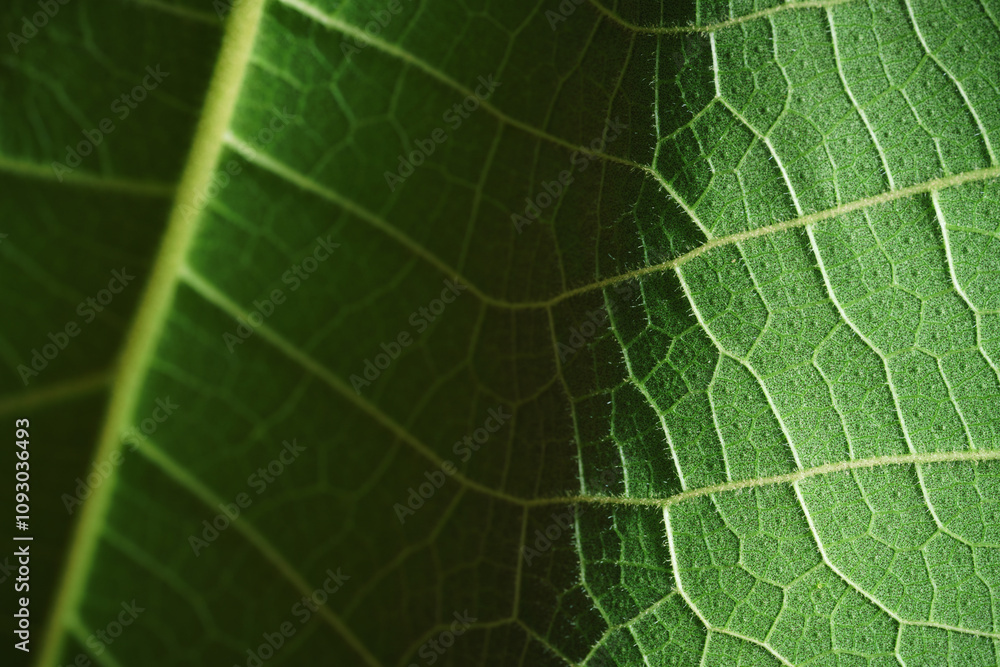 Close-up macro texture structure of fresh green leaf chlorophyll cell  abstract nature background,natural line pattern leave detail ,sustainability ecological concept.