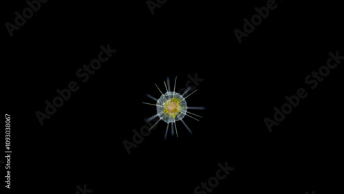 Radiolaria under the microscope, Acantharia Class. Indian Ocean