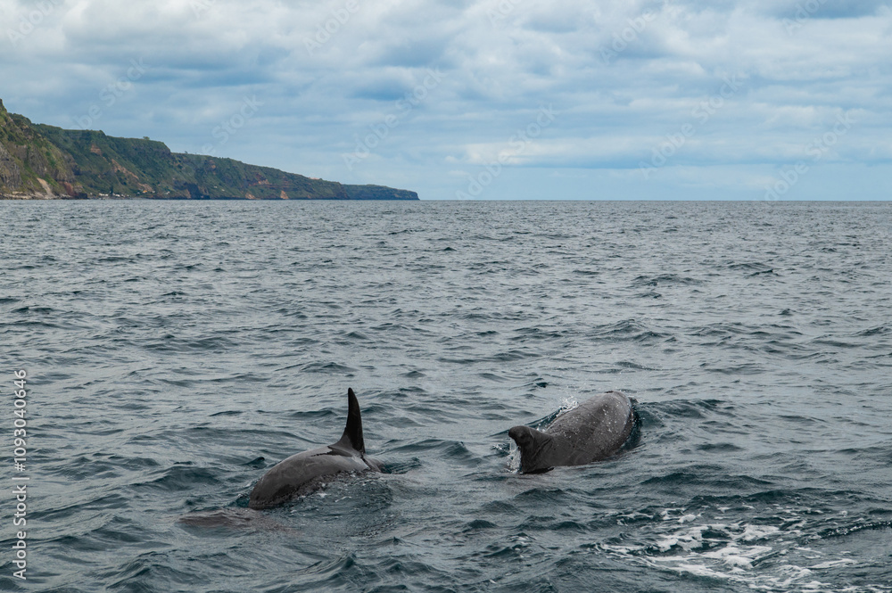 Fototapeta premium Pair of Wild dolphins swimming at the surface of the Atlantic ocean near São Miguel Island, Azores, Portugal. Short beaked common dolphins (Delphinus delphis). Dolphin in wildlife.