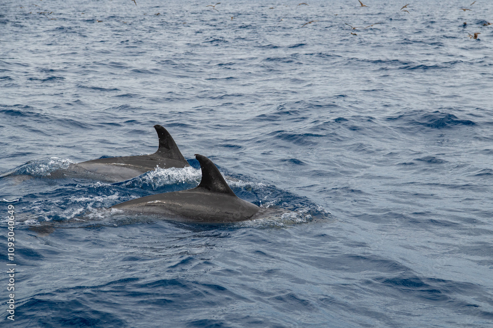 Naklejka premium Pair of Wild dolphins swimming at the surface of the Atlantic ocean near São Miguel Island, Azores, Portugal. Short beaked common dolphins (Delphinus delphis). Dolphin in wildlife.