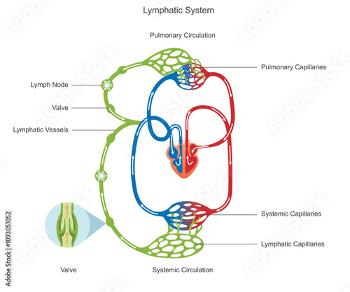 Lymphatic circulation transports lymph, a fluid containing immune cells, through lymph vessels, nodes, and organs, maintaining fluid balance and immunity.