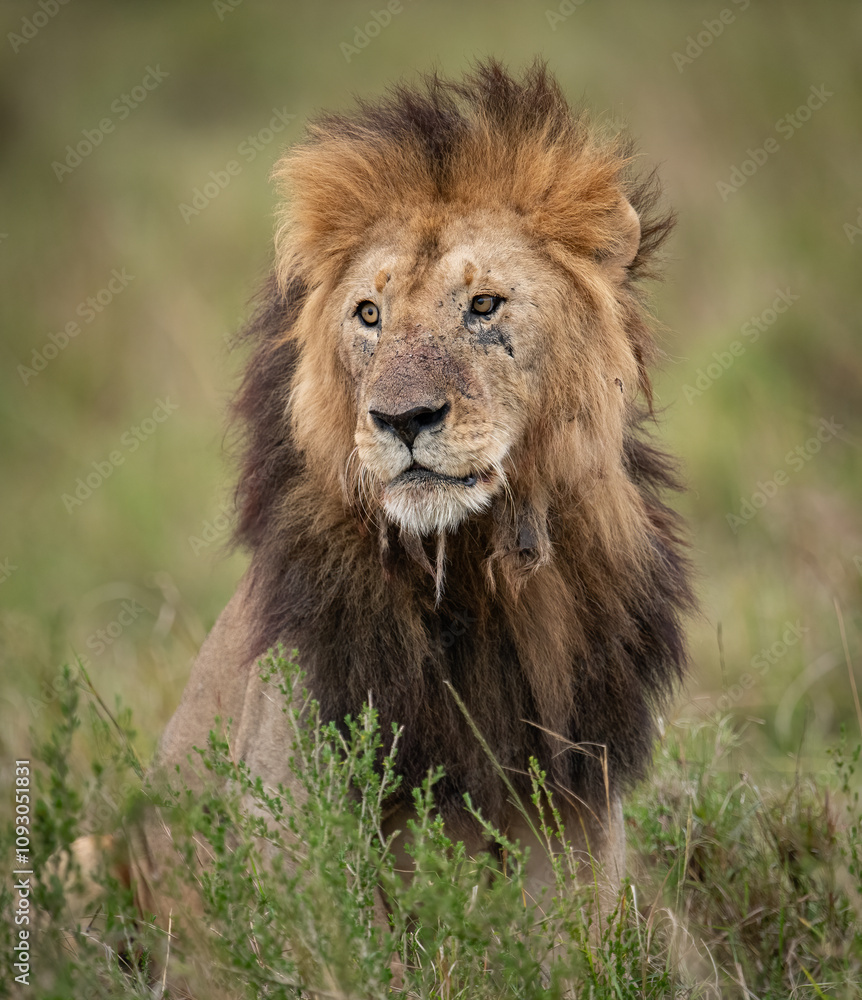 A lion in Kenya, Africa A lion in Kenya, Africa