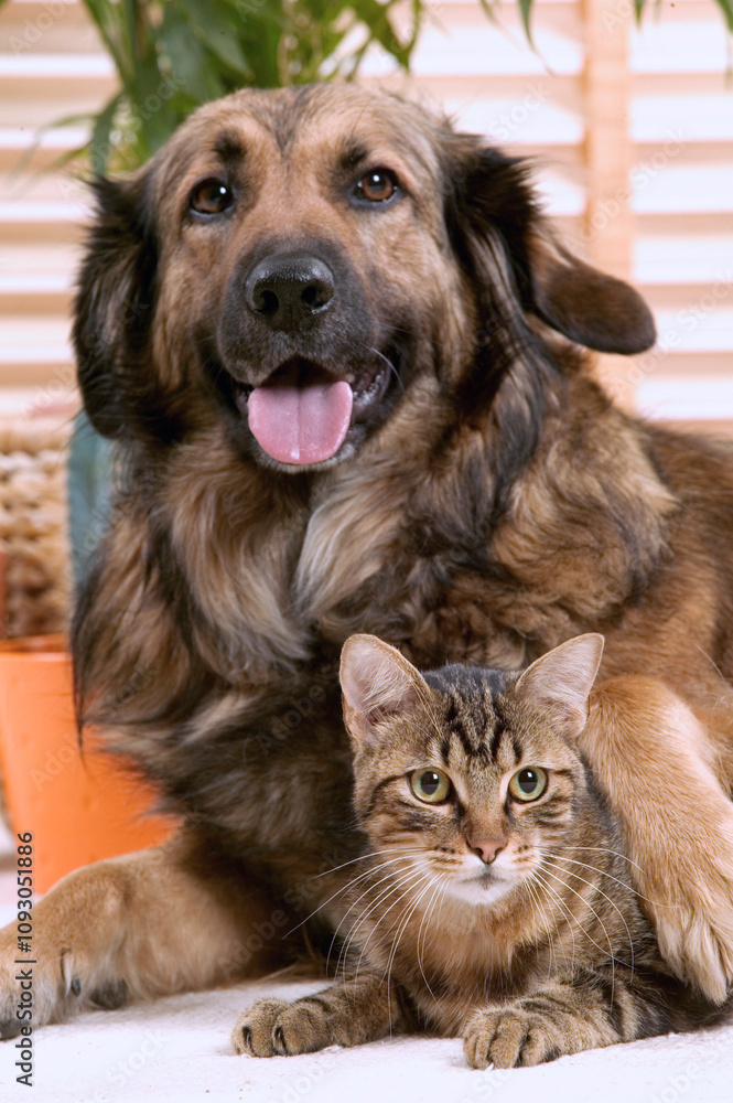 Fototapeta premium Chien corniaud et chat de gouttière