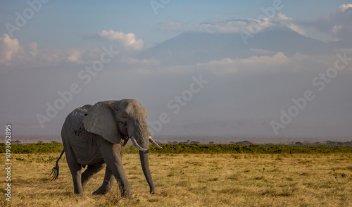 Canvas Print An elephant in Kenya, Africa