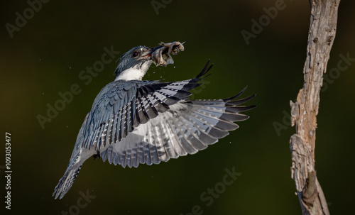 A belted kingfisher fishing in a pond photo